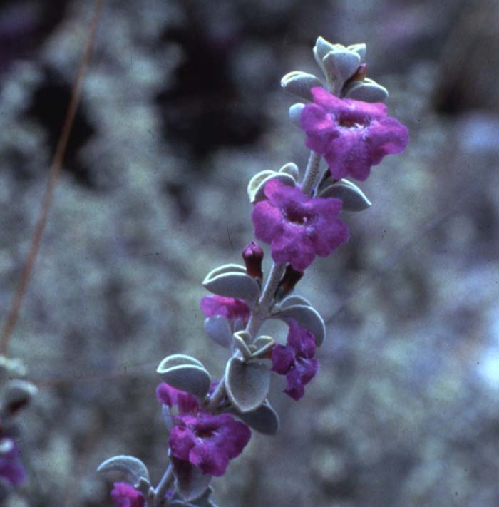 Plant photo of: Leucophyllum zygophyllum