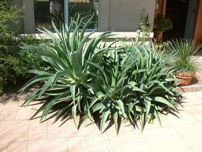 Plant photo of: Agave desmettiana