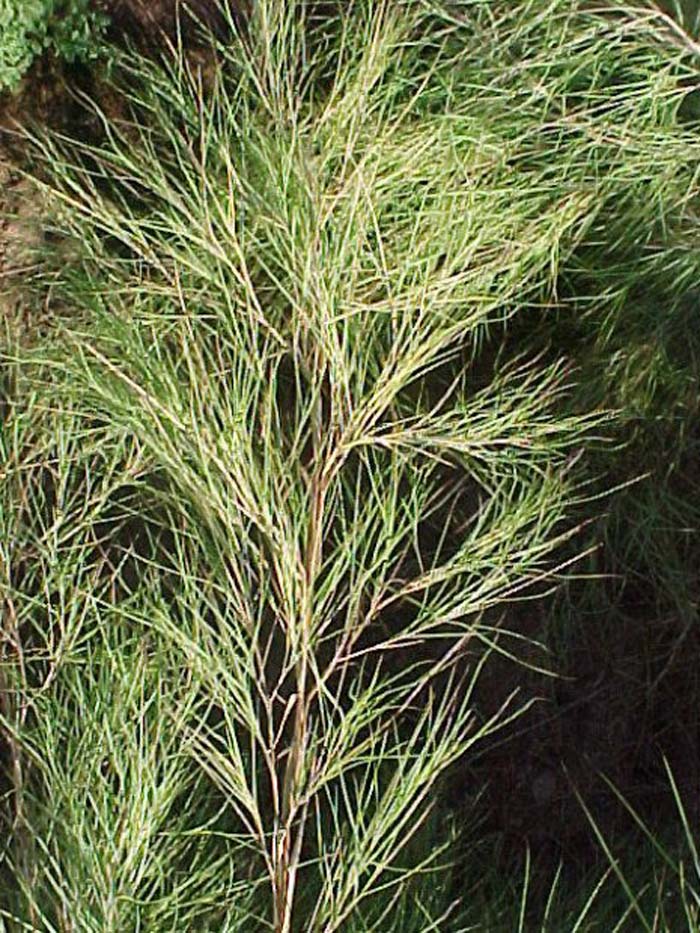 Plant photo of: Muhlenbergia dumosa
