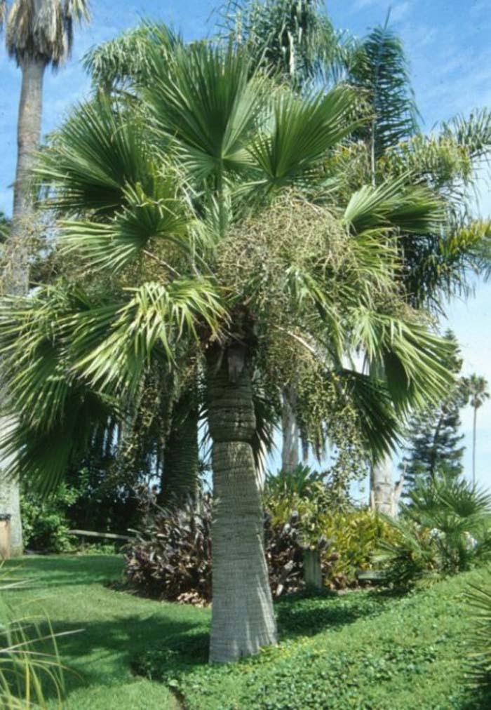 Plant photo of: Brahea edulis