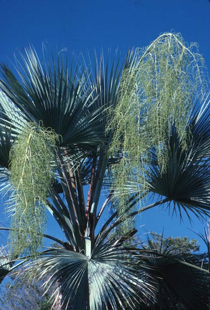 Plant photo of: Brahea edulis