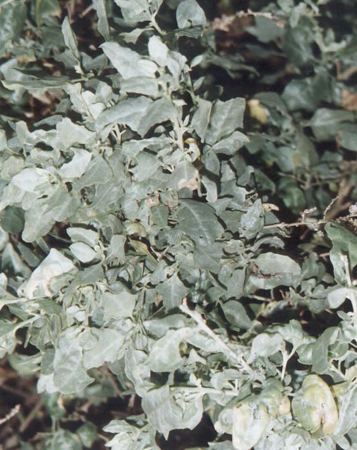 Plant photo of: Atriplex lentiformis breweri