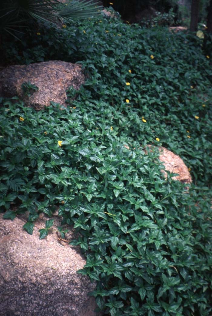 Plant photo of: Wedelia trilobata
