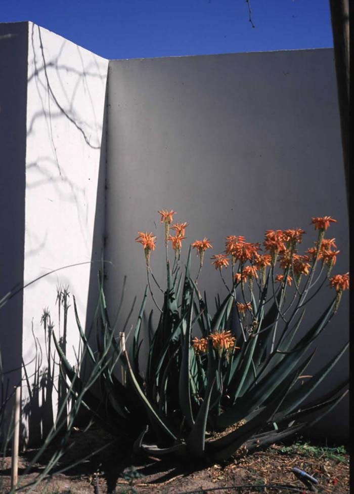 Plant photo of: Aloe dawei