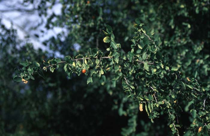 Plant photo of: Celtis pallida