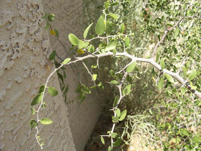Plant photo of: Celtis pallida