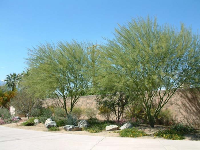 Plant photo of: Parkinsonia 'Desert  Museum'