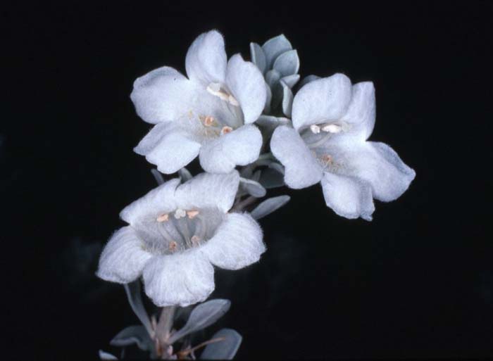 Plant photo of: Leucophyllum frutescens 'White Cloud'
