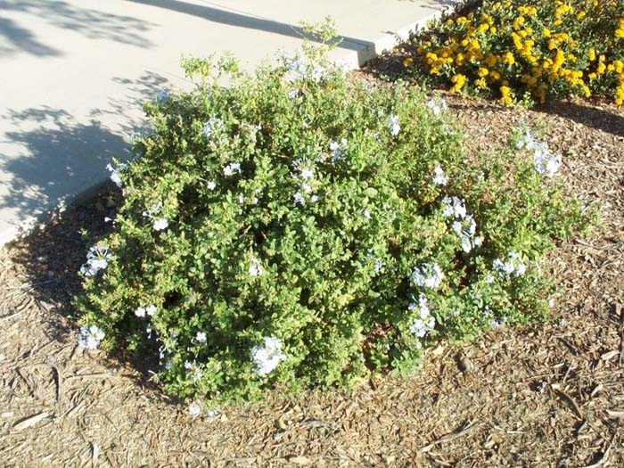 Plant photo of: Plumbago scandens 'Summer Snow'