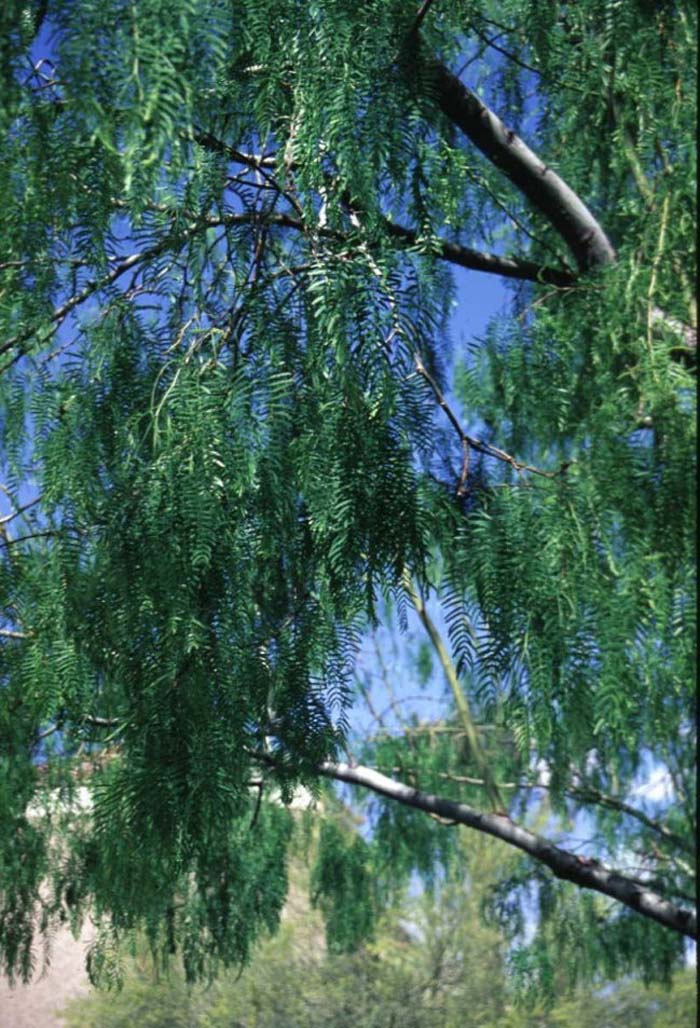 Plant photo of: Prosopis glandulosa 'Maverick'