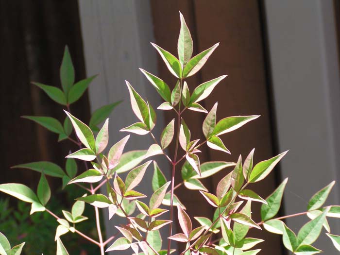 Plant photo of: Nandina domestica 'Compacta'