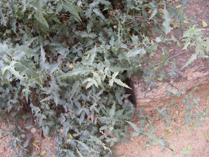 Plant photo of: Berberis trifoliolata