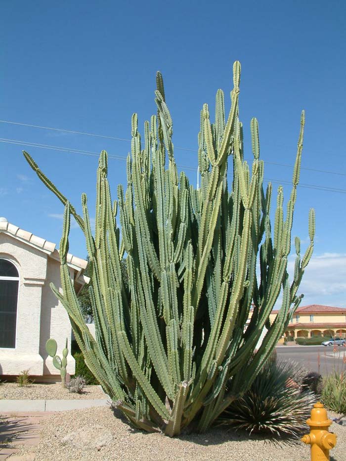 Plant photo of: Cereus hildemannianus