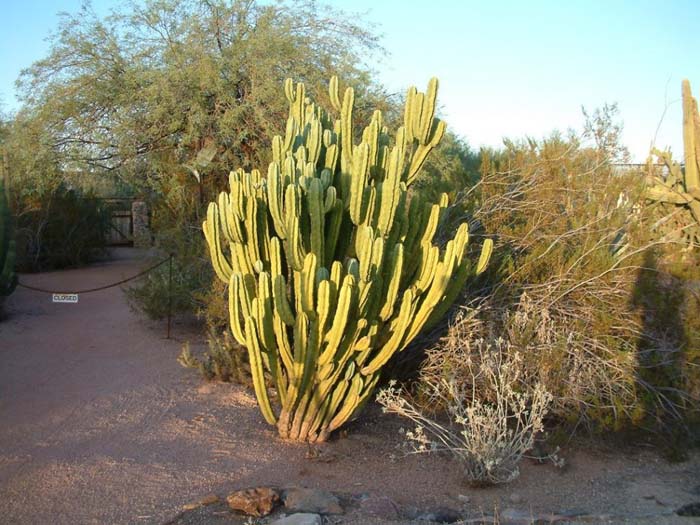 Plant photo of: Myrtillocactus geometrizans