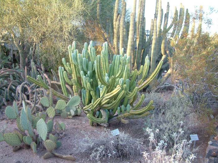 Plant photo of: Myrtillocactus geometrizans