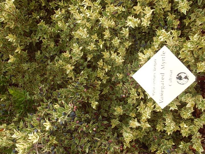 Plant photo of: Myrtus communis 'Variegata'