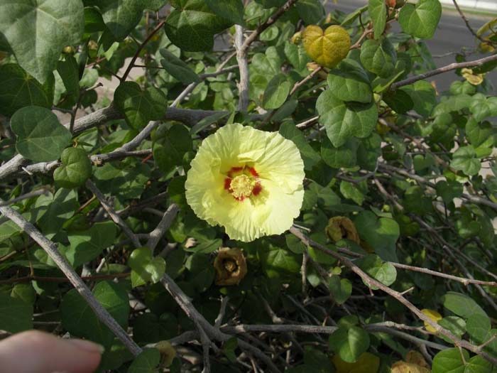 Plant photo of: Gossypium harknessii
