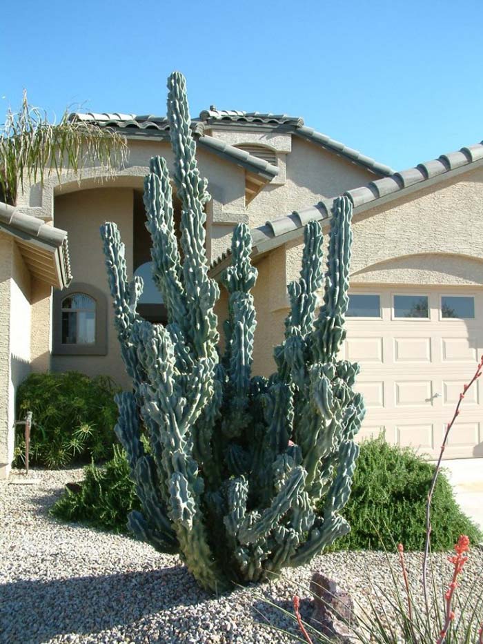 Totem-pole Cactus
