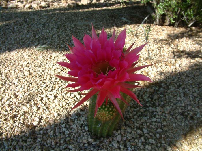 Plant photo of: Echinopsis candicans