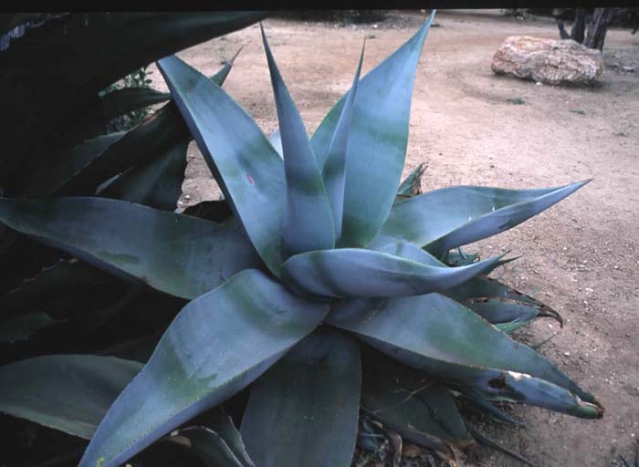 Plant photo of: Agave guiengola