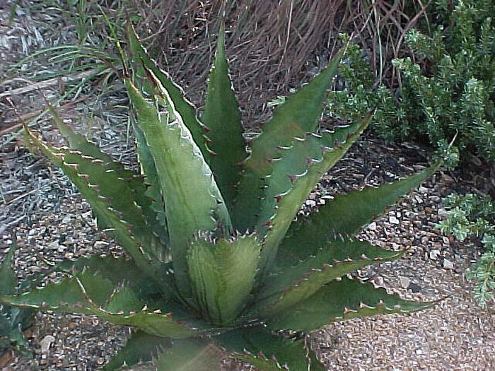 Plant photo of: Agave montana