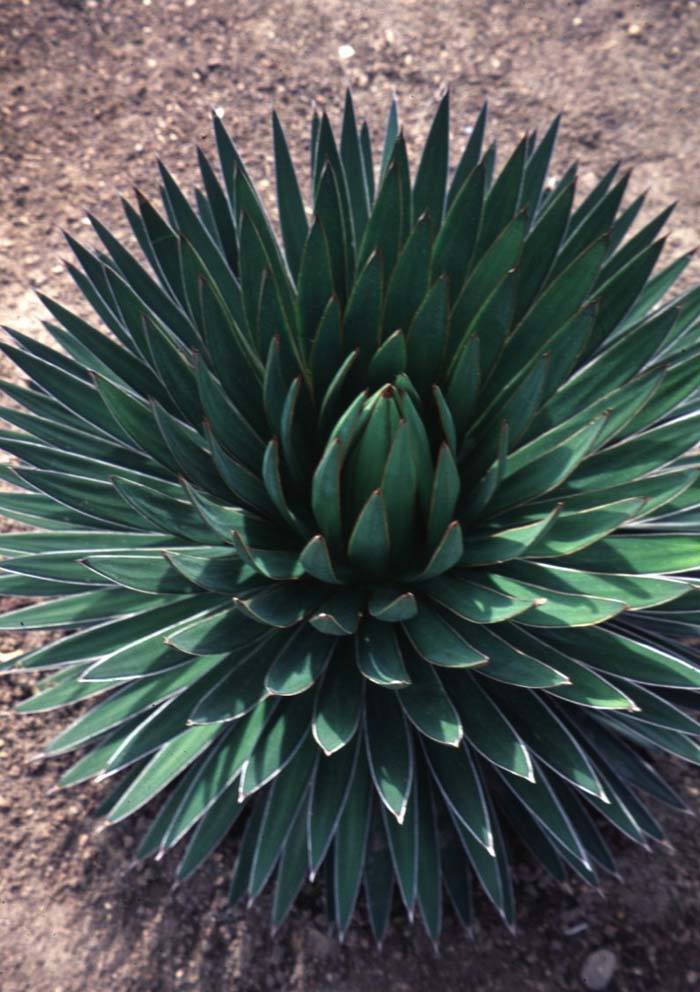 Plant photo of: Agave ocahui