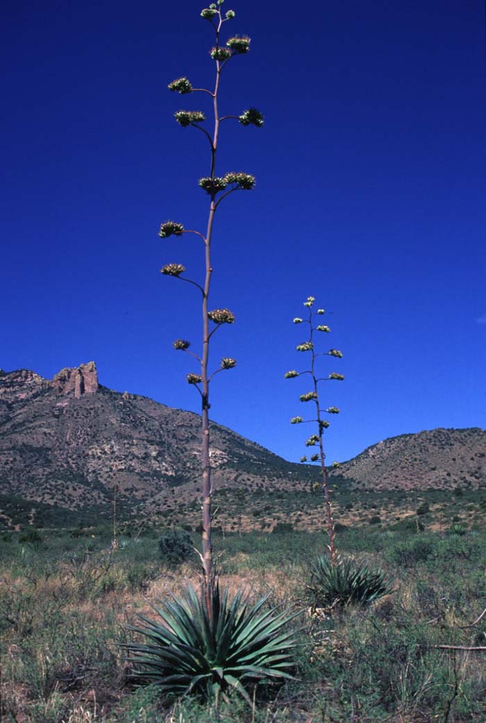 Plant photo of: Agave palmeri