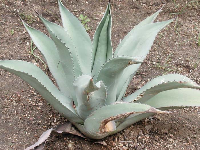 Plant photo of: Agave scabra