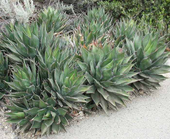 Plant photo of: Agave shawii