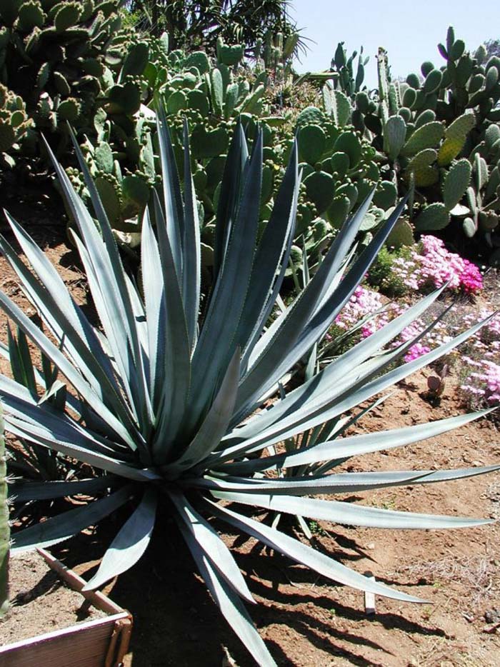 Plant photo of: Agave tequiliana