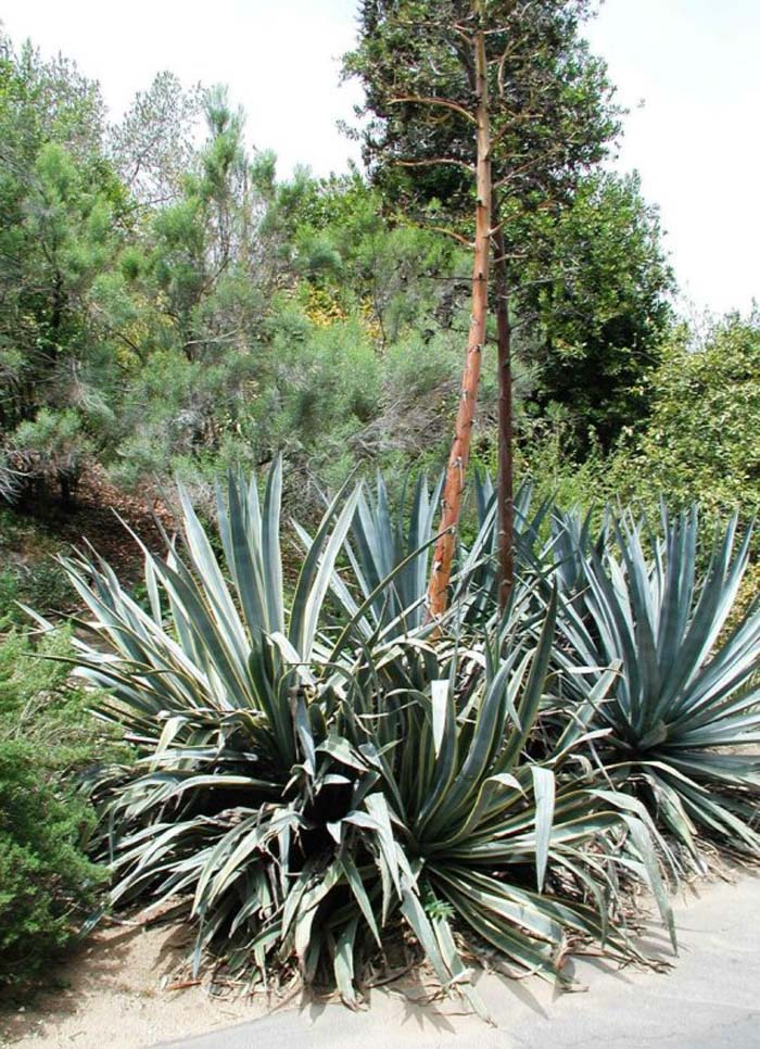 Plant photo of: Agave tequiliana