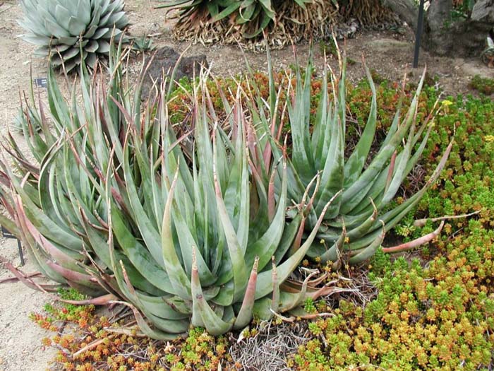 Plant photo of: Aloe cryptopoda