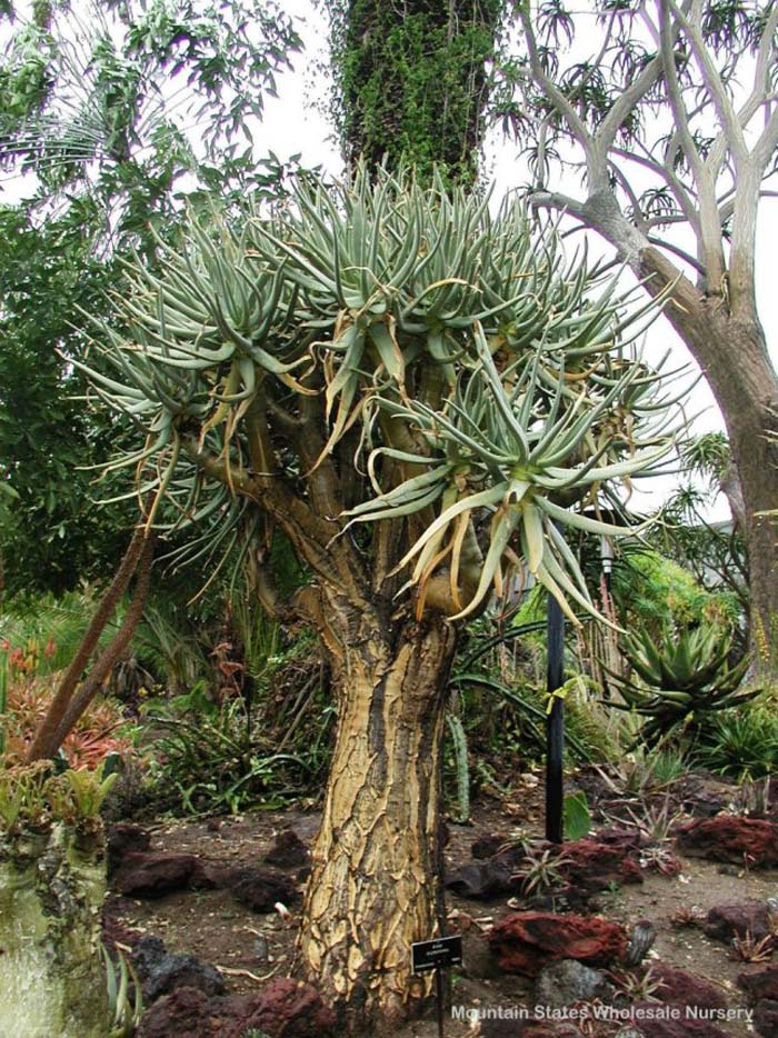Plant photo of: Aloe dichotoma