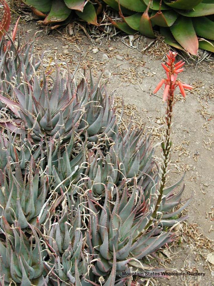 Plant photo of: Aloe glauca