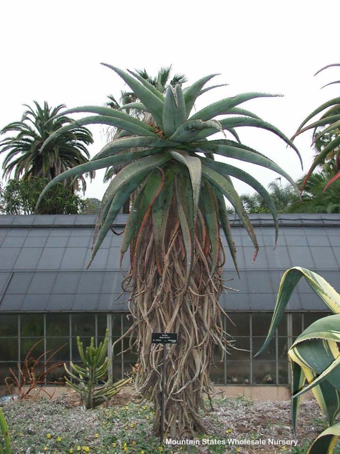 Plant photo of: Aloe marlothii