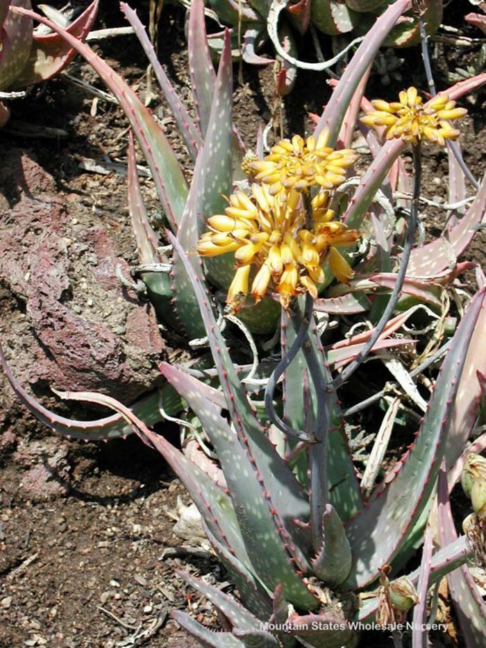 Plant photo of: Aloe sinkatana