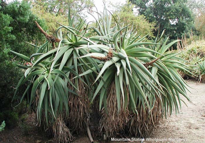 Plant photo of: Aloe speciosa