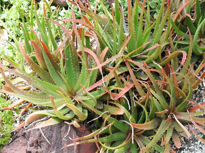 Plant photo of: Aloe spectabilis