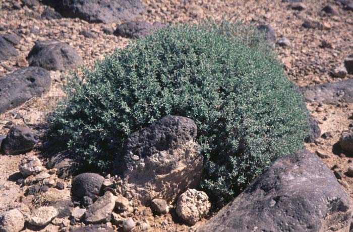 Plant photo of: Ambrosia dumosa
