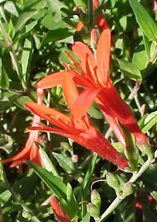 Plant photo of: Anisacanthus quadrifidus v. wrightii