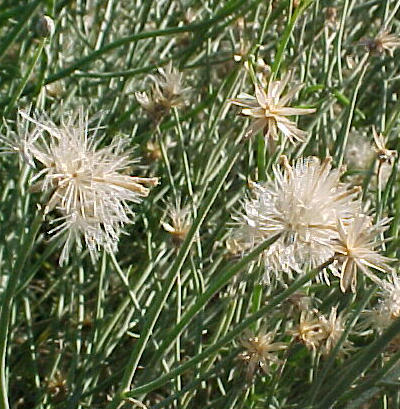 Plant photo of: Bebbia juncea