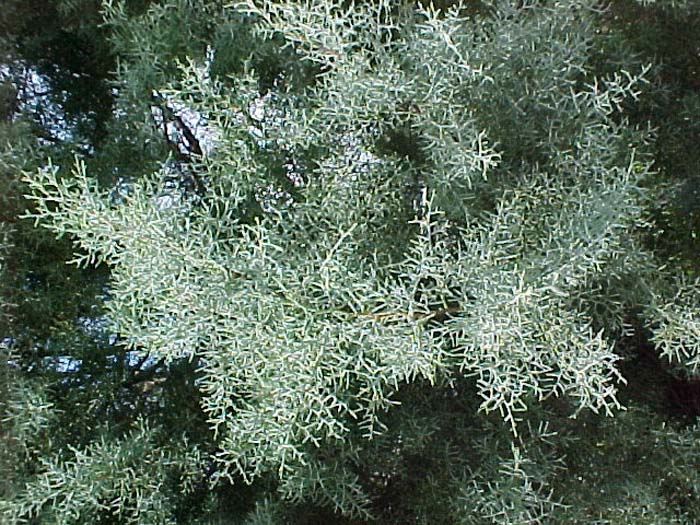 Plant photo of: Cupressus arizonica 'Blue Ice'