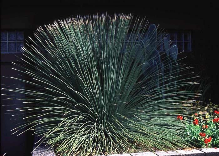 Plant photo of: Dasylirion quadrangulatum