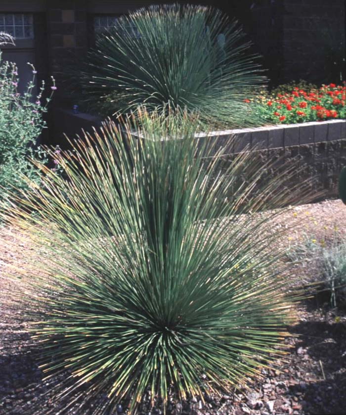 Plant photo of: Dasylirion quadrangulatum