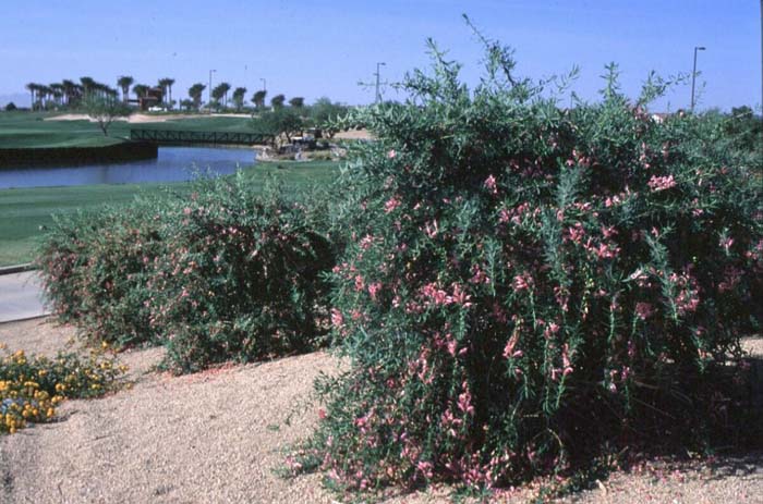 Plant photo of: Eremophila laanii 'Pink Beauty'