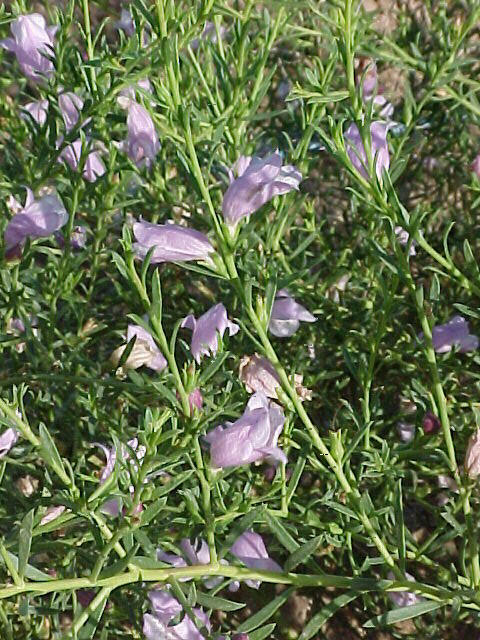 Plant photo of: Eremophila sp. 'Summertime Blue'