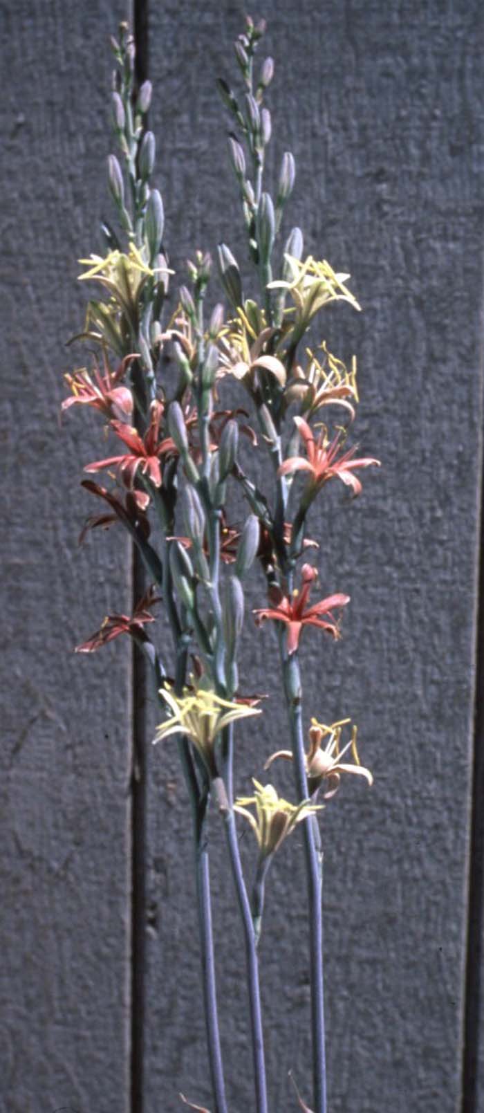 Plant photo of: Manfreda maculosa