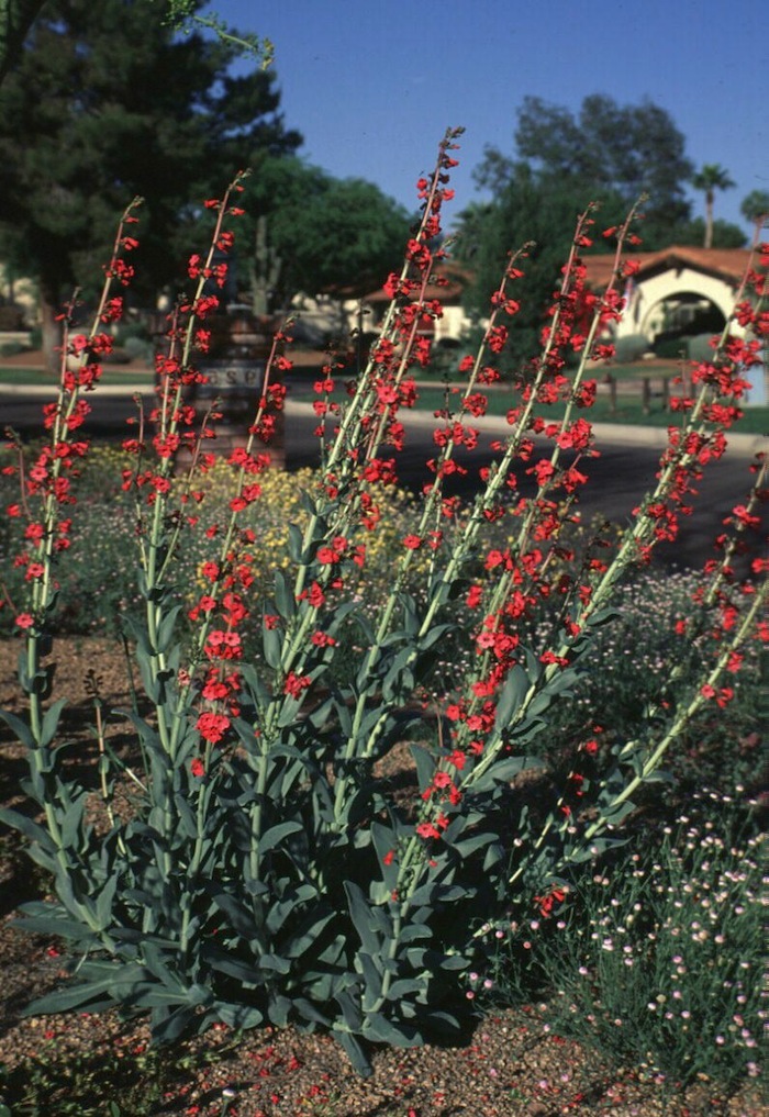 Plant photo of: Penstemon wrightii