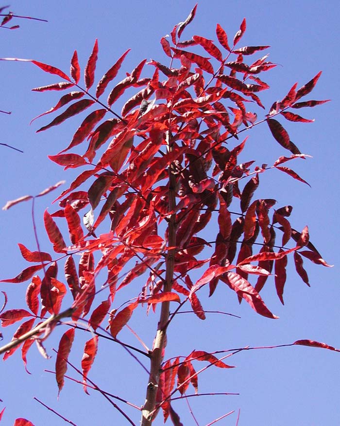 Plant photo of: Pistacia Hybrid 'Red Push'