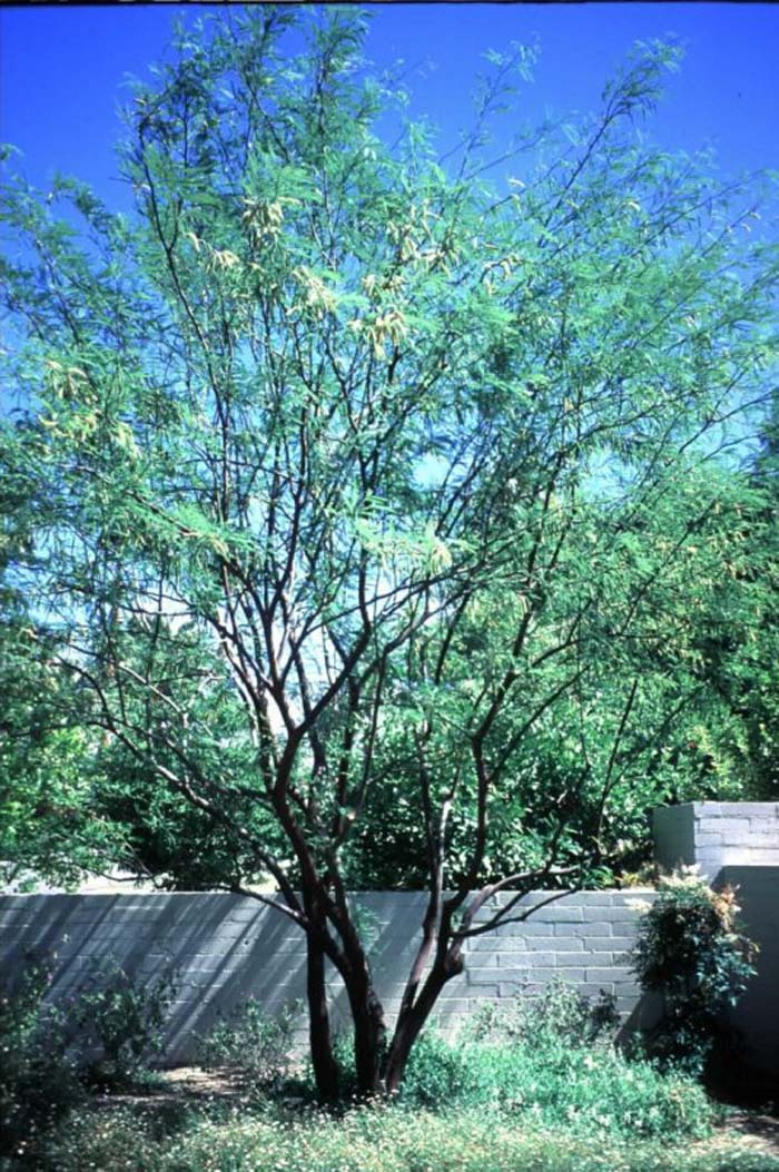 Plant photo of: Prosopis hybrid 'Phoenix'